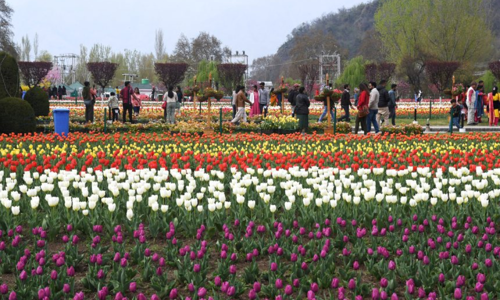 Srinagar Tulip Garden Visitors Explore Asia’s Largest in Full Bloom
